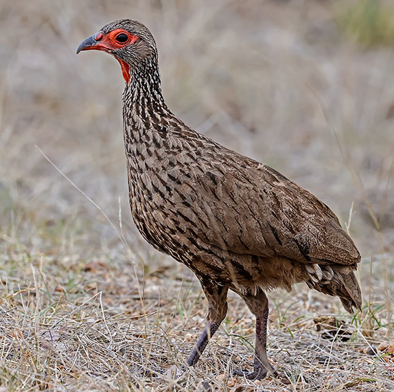 Swainson's Spurfowl